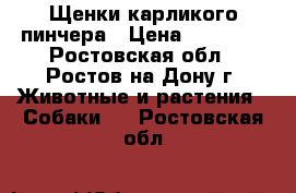 Щенки карликого пинчера › Цена ­ 15 000 - Ростовская обл., Ростов-на-Дону г. Животные и растения » Собаки   . Ростовская обл.